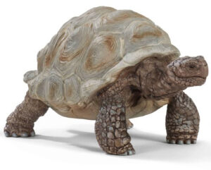 Schleich-Dzinovska kornjaca